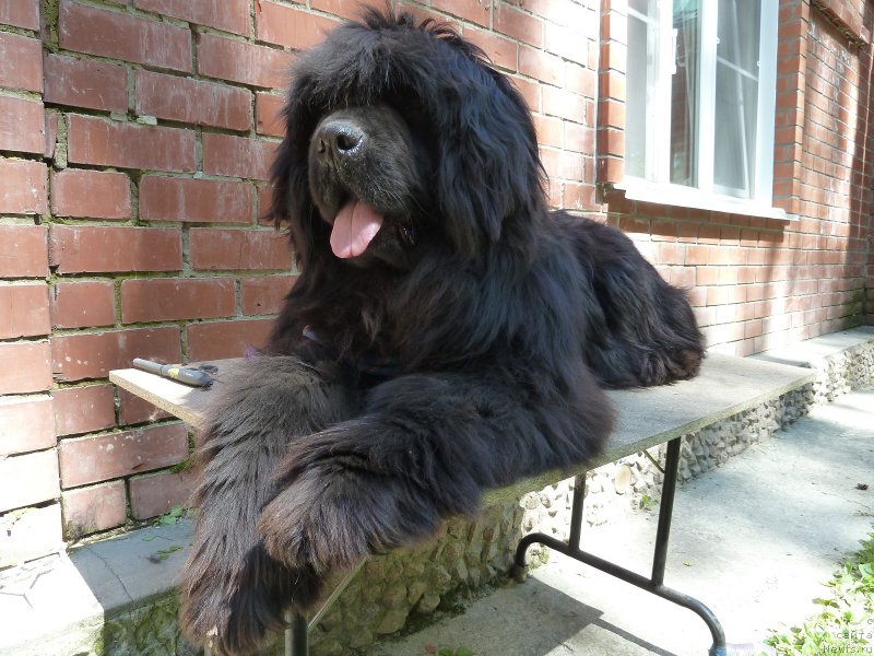 Фото: ньюфаундленд Super Premium Italiya (Супер Премиум Италия)