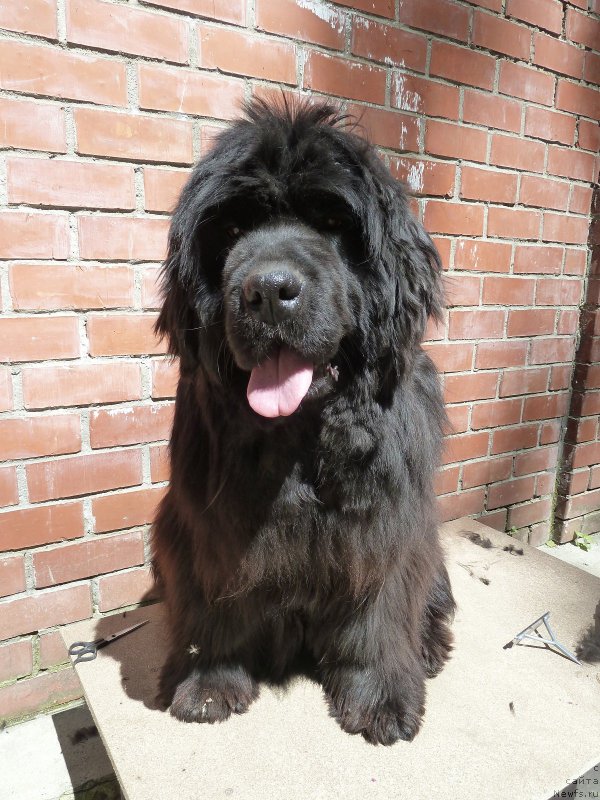 Фото: ньюфаундленд Super Premium Italiya (Супер Премиум Италия)