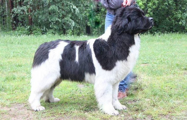 Фото: ньюфаундленд Akvian Song Kiss from Rouz (Аквиан Сонг Кисс Фром Роуз)