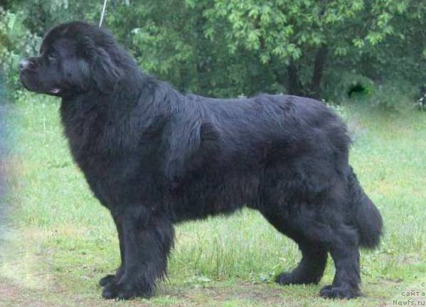 Фото: ньюфаундленд Dar Svezy Stands to Reason (Дар Свезы Стэндс Ту Реасон)