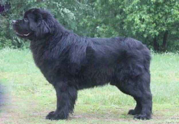 Фото: ньюфаундленд Dar Svezy Stands to Reason (Дар Свезы Стэндс Ту Реасон)