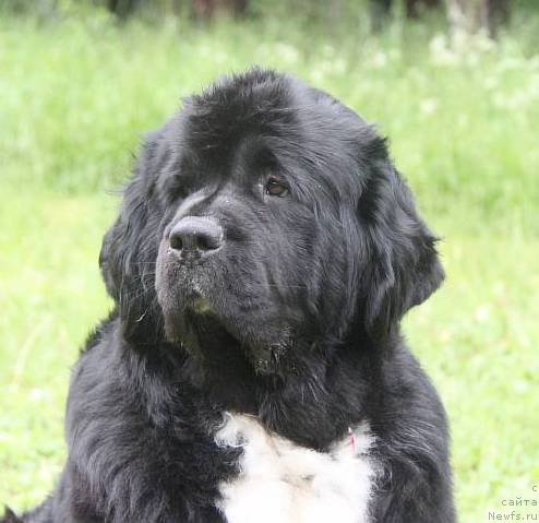 Фото: ньюфаундленд Ikona Stilya (Икона Стиля)