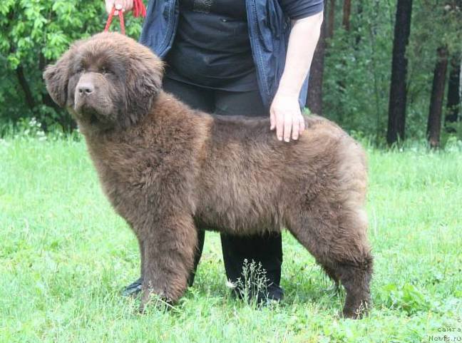 Фото: ньюфаундленд N'yufort YUnika (Ньюфорт Юника)