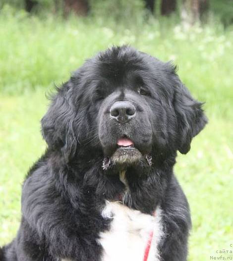 Фото: ньюфаундленд Ikona Stilya (Икона Стиля)