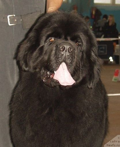 Фотография № 156393