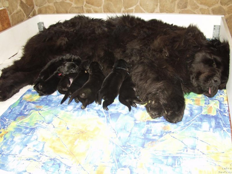 Фотография № 156394