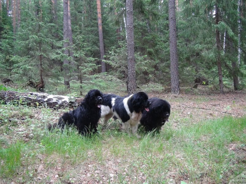 Фотография № 156409