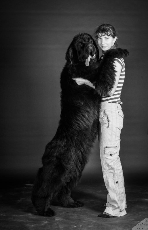 Фото: ньюфаундленд Chernaya Mafia Must Have (Черная Мафия Муст Хаве)