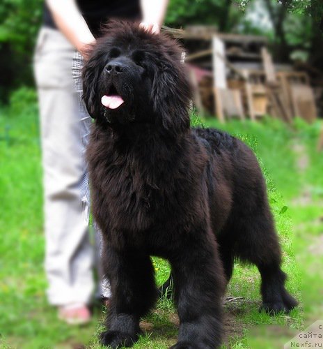 Фото: ньюфаундленд Smigar Talk of Soul (Смигар Ток ов Соул)