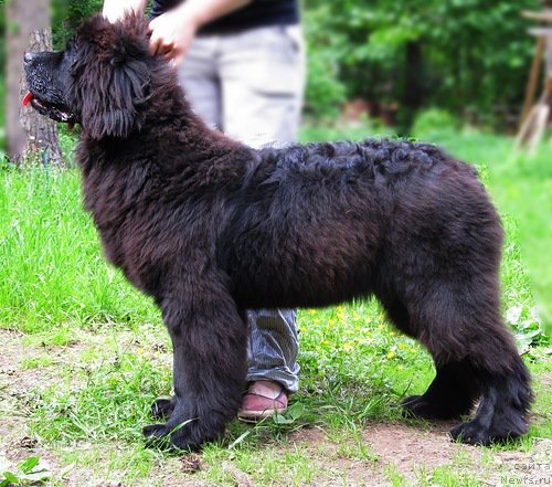 Фото: ньюфаундленд Smigar Talk of Soul (Смигар Ток ов Соул)