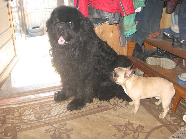 Фото: ньюфаундленд Tsarevich Slavny iz Medvejyego Yara (Царевич Славный из Медвежьего Яра)