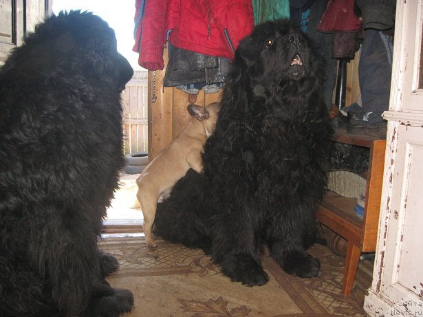 Фото: ньюфаундленд Tsarevich Slavny iz Medvejyego Yara (Царевич Славный из Медвежьего Яра), ньюфаундленд Yuzhny Sharm iz Medvejyego Yara (Южный Шарм из Медвежьего Яра)