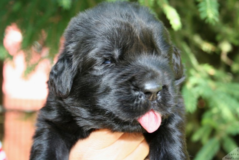 Фото: ньюфаундленд Chernaya Mafia Shape of my Heart (Черная Мафия Шапе оф му Хеарт)