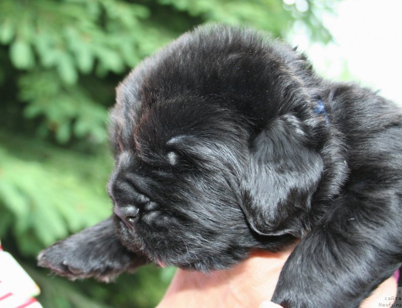 Фотография № 156429