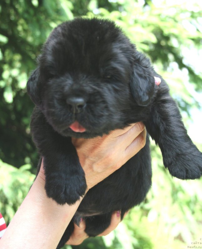 Фотография № 156431