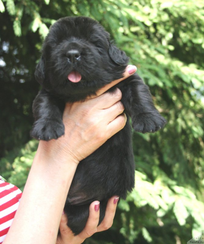 Фотография № 156434