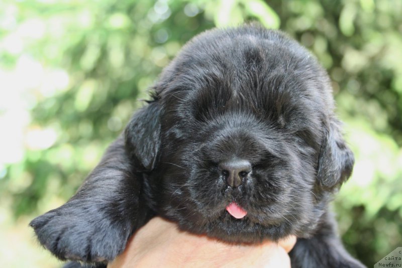 Фотография № 156437