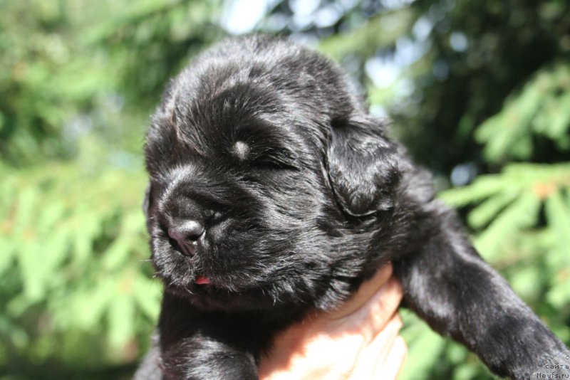 Фотография № 156438