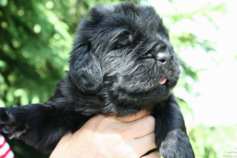 Фотография № 156441