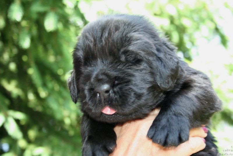 Фотография № 156443