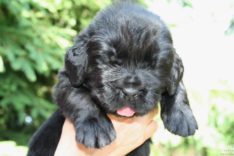 Фотография № 156444