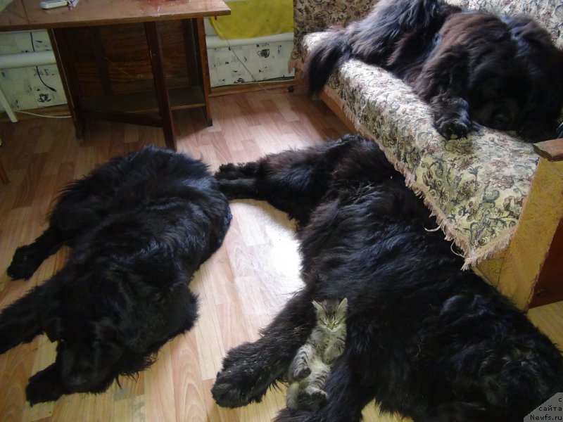 Фотография № 156445