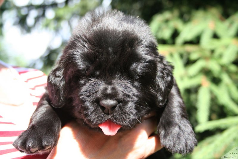 Фото: ньюфаундленд Chernaya Mafia Short and Sweet (Черная Мафия Шорт анд Свеет)