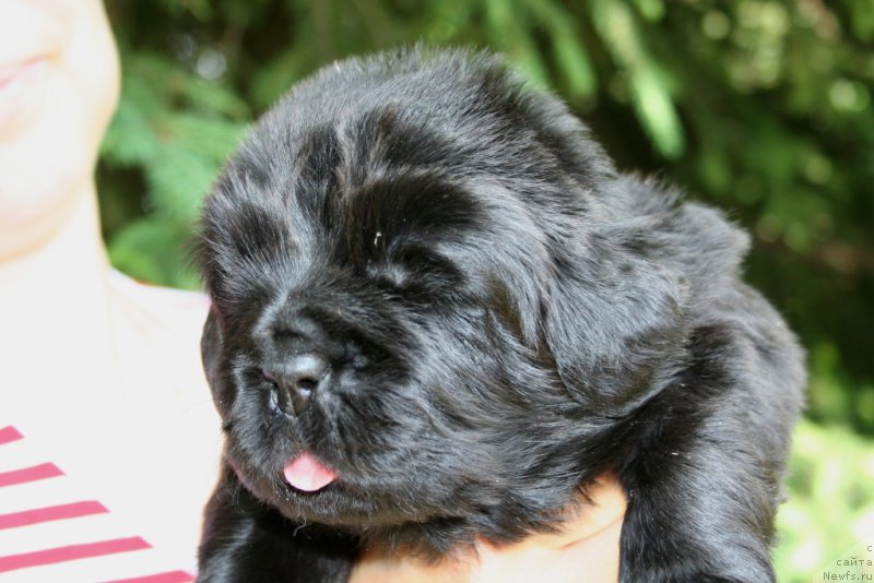 Фотография № 156449