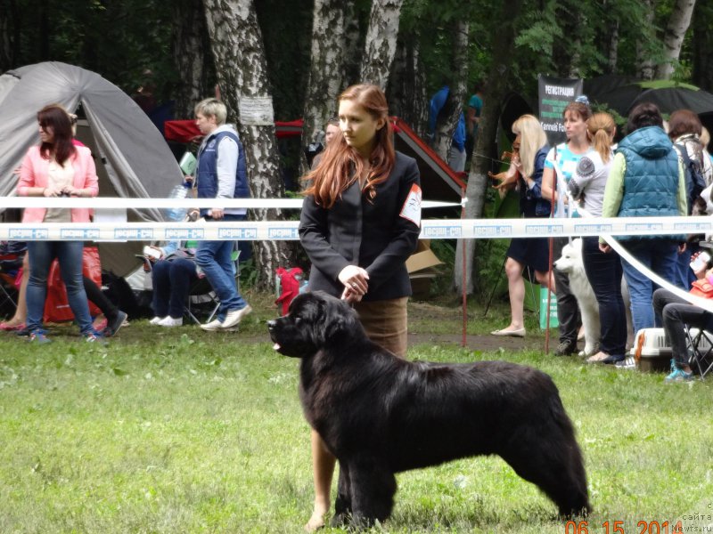 Фото: ньюфаундленд Chernyj Chank s Berega Dona (Черный Чанк с Берега Дона)