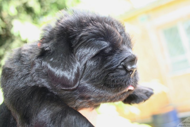 Фотография № 156451