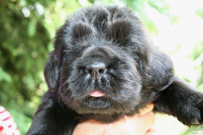 Фотография № 156452