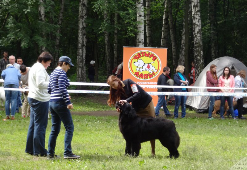 Фото: ньюфаундленд Chernyj Chank s Berega Dona (Черный Чанк с Берега Дона)
