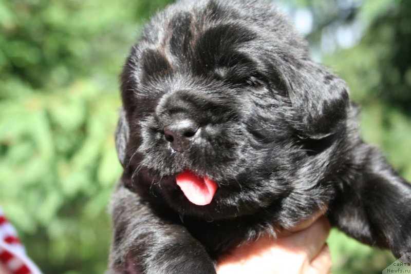 Фотография № 156454