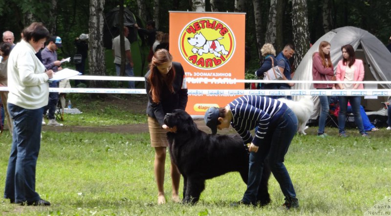 Фото: ньюфаундленд Chernyj Chank s Berega Dona (Черный Чанк с Берега Дона)