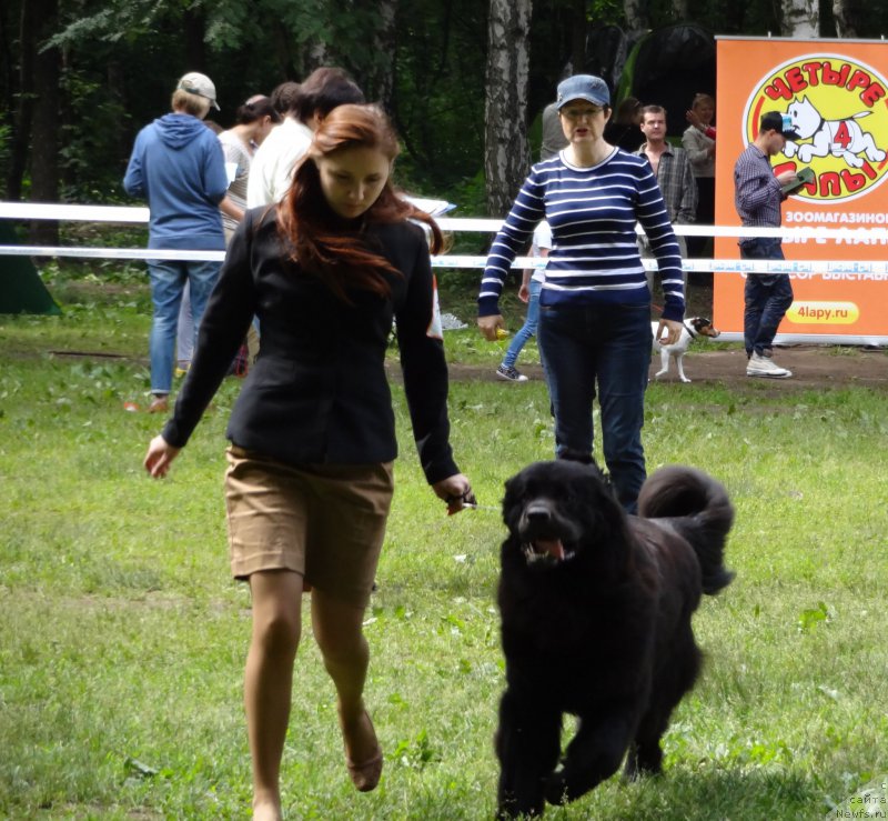 Фото: ньюфаундленд Chernyj Chank s Berega Dona (Черный Чанк с Берега Дона)