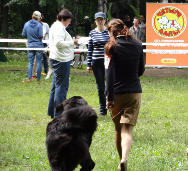 Фото: ньюфаундленд Chernyj Chank s Berega Dona (Черный Чанк с Берега Дона)