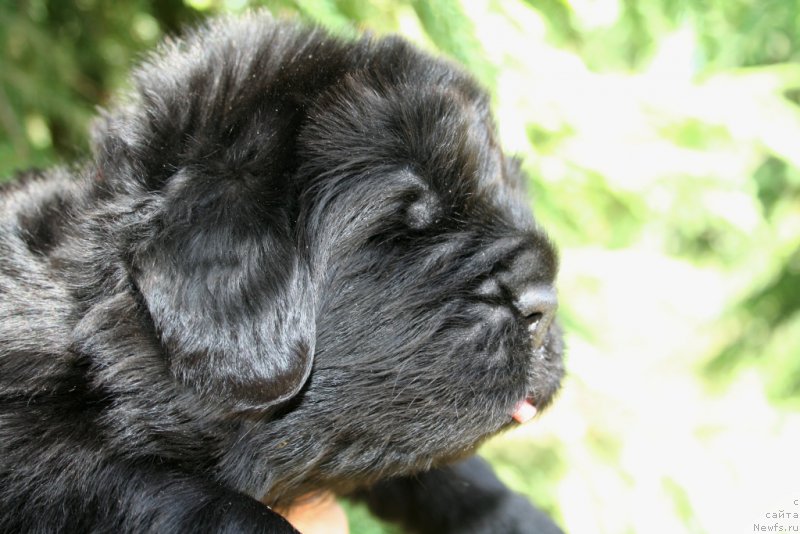 Фотография № 156460