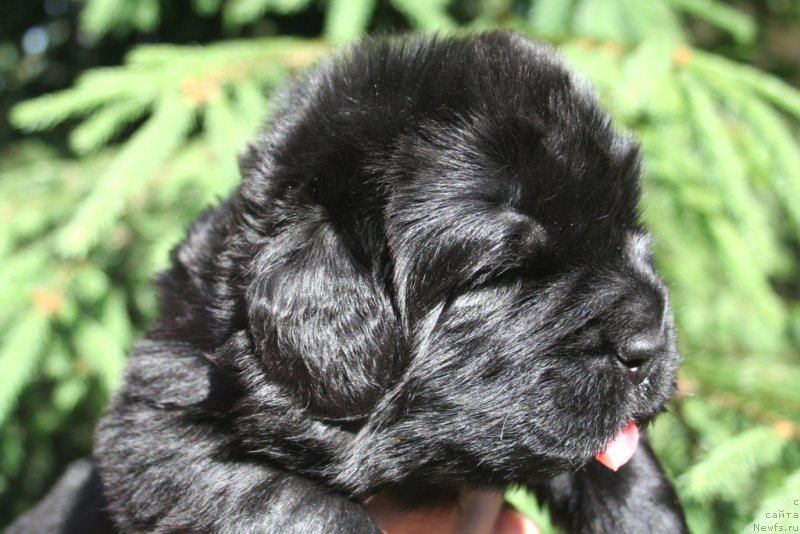 Фото: ньюфаундленд Chernaya Mafia Shengen Visa (Черная Мафия Шенген Виза)