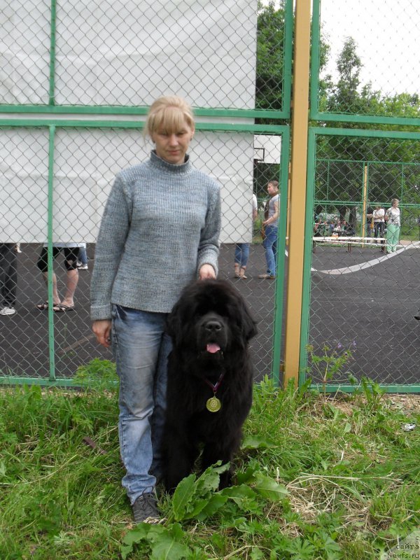 Фото: Elena Istomina (Елена Истомина), ньюфаундленд Beguschaya po Volnam Carica Savskaya (Бегущая по Волнам Царица Савская)