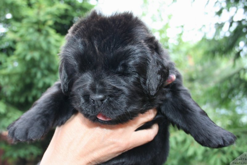 Фотография № 156468