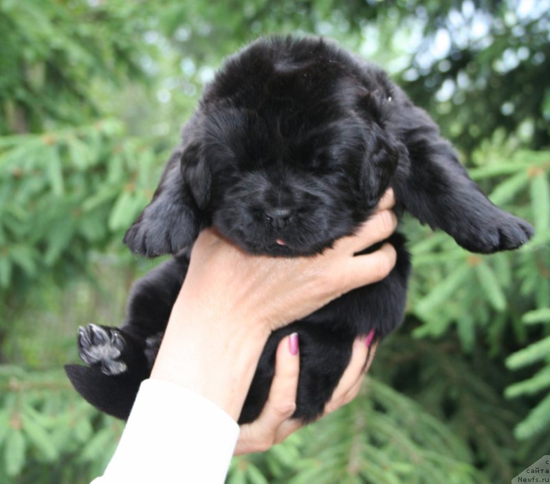 Фотография № 156470