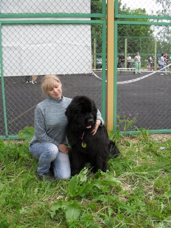 Фото: ньюфаундленд Beguschaya po Volnam Carica Savskaya (Бегущая по Волнам Царица Савская), Elena Istomina (Елена Истомина)