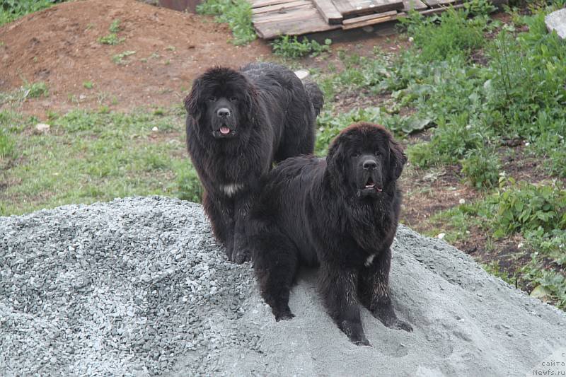 Фото: ньюфаундленд Akvian Song Lars Berger (Аквиан Сонг Ларс Бергер), ньюфаундленд Akvian Song Lavatera (Аквиан Сонг Лаватера)