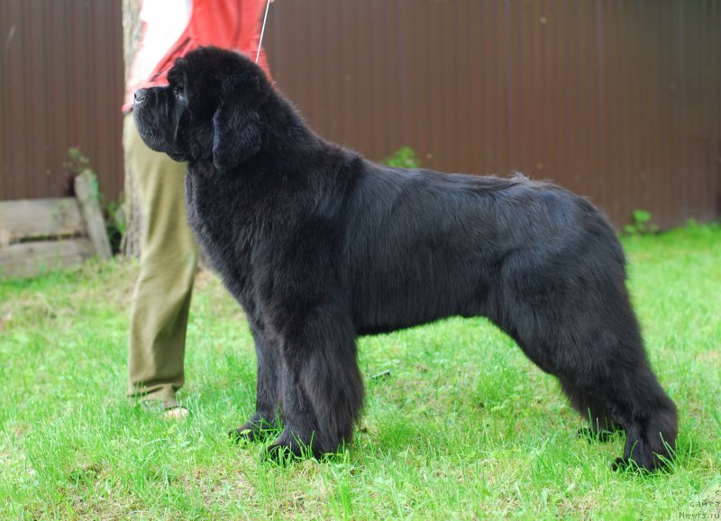 Фото: ньюфаундленд Midnight Lady's Scream at Mississippi-Missouri