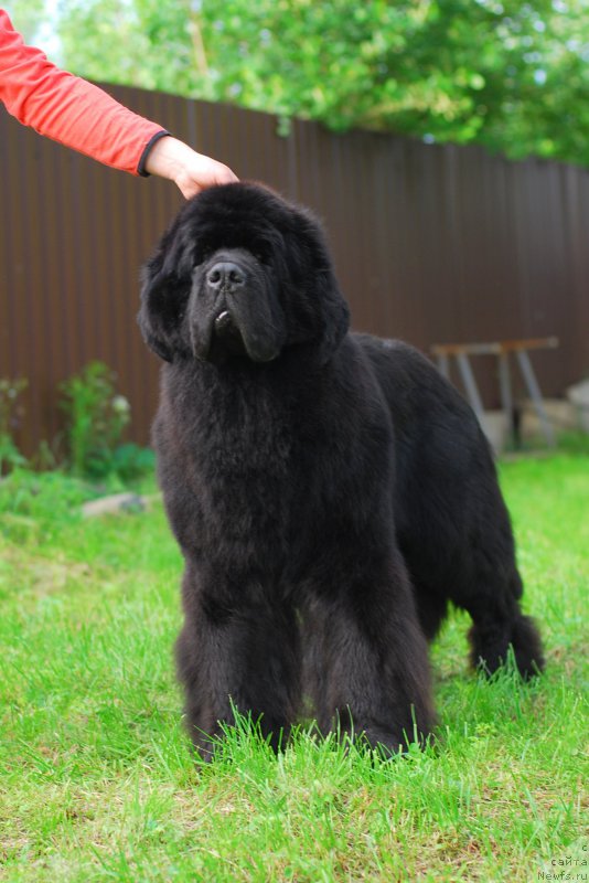 Фотография № 156484