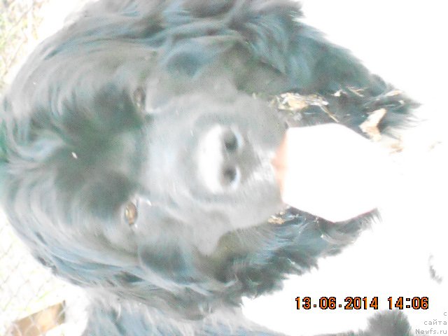 Фото: ньюфаундленд Fiamettahauz Sadira (Фиаметтахауз Садира), Janna Lazerson (Жанна Лазерсон)