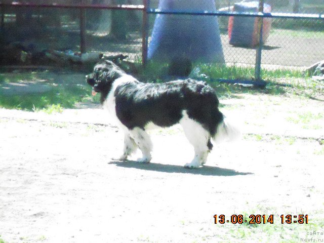 Фото: ньюфаундленд Fiamettahauz Sadira (Фиаметтахауз Садира)