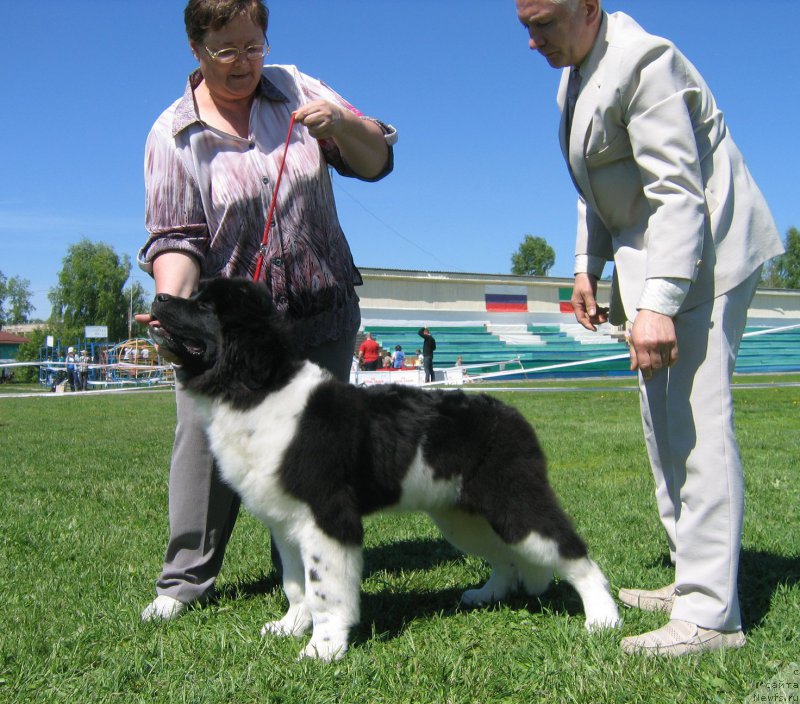 Фото: ньюфаундленд Antey ot Sibirskogo Medvedya (Антей от Сибирского Медведя)