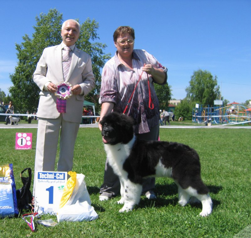 Фото: ньюфаундленд Antey ot Sibirskogo Medvedya (Антей от Сибирского Медведя)