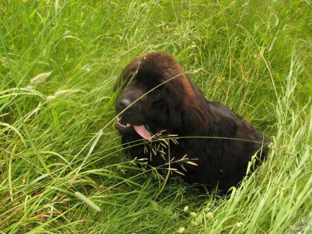 Фото: ньюфаундленд Lubimaya Moya s Berega Dona (Любимая Моя с Берега Дона)